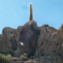 Nice cactus on the Isla de Pescado